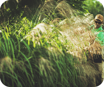 Gardener wearing sunglasses and a hat trimming tall ornamental grasses in a lush garden.